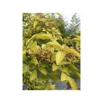 Le jardin du pic vert - poivrier coren pot de 4l / 5l