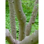 Poivrier schinifolium pot de 3l / 4l