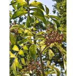 Poivrier du sichuan pot de 2l / 3l