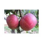 Pommier annurca pot 24cm