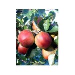 Le jardin du pic vert - pommier 'belle de boskoop' pot de 12l / 15l, palmette double u