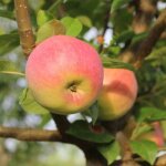 Pommier festival rouge / pot de 12l