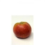 Pommier 'grand alexandre' racines nues, scion, bio ab