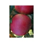 Pommier 'idared' pot de 12l / 15l, demi - tige