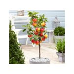 Pommier nain 70cm photos relles, nain, plante en pot