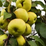 Pommier nain 'apple me' � golden (malus communis 'apple me' � golden)