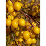 Pommier d'ornement 'contesse de paris' pot de 7, 5l / 10l, fuseau, quenouille