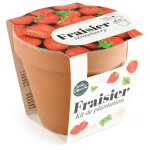 Pot terre cuite antique - fraisier