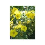 Le jardin du pic vert - potentille arbustive 'elisabeth' godet de 8 / 9 cm