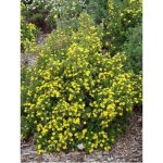 Potentille arbustive 'goldfinger' pot de 1l / 1, 5l