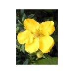 Potentille arbustive 'goldteppich' pot de 1, 5l / 2l