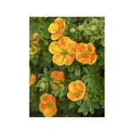 Potentille arbustive 'mandarin tango ' pot de 2l / 3l