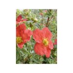 Potentille arbustive 'marion red robin' godet de 8 / 9 cm