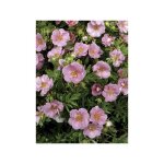Potentille arbustive 'pink paradise' godet de 8 / 9 cm