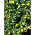 Potentille arbustive racines nues, ramifi�