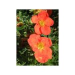 Potentille arbustive 'red ace' godet de 8 / 9 cm