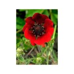 Potentille vivace 'gibson's scarlet' godet de 8 / 9 cm
