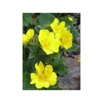 Potentille vivace  grandes fleurs godet de 8 / 9 cm