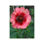 Potentille vivace du npal 'miss willmott' godet de 8 / 9 cm