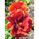 Potentille 'william rollisson' godet de 8 / 9 cm