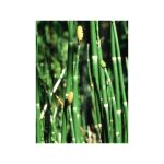 Le jardin du pic vert - pr�le d'hiver, pr�le des tourneurs pot de 7, 5l / 10l