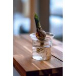 Propagation vase s en pot. plante verte type propagation vase s, livr�e en pot, id�ale pour int�rieur ...