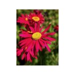 Pyrthre 'robinson's red' godet de 8 / 9 cm