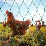 Qiyao - filet � volaille avec n?uds fixes - maille de 3 cm - cl�ture mobile - 5 x 10 m