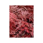 Érable du japon 'dissectum garnet' pot de 6l / 7l Érable du japon 'dissectum garnet' pot de 6l / 7l