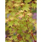 �rable du japon 'sango kaku' pot de 2l / 3l