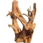 Racine de mangrove 40 - 50 cm