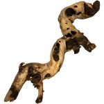 Racine de mopani 31 - 40 cm