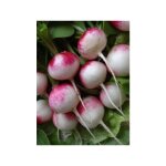 Radis 'national 3' le sachet de 1000 graines (10g)