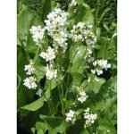 Le jardin du pic vert - raifort, moutarde des allemands pot de 1, 5l / 2l