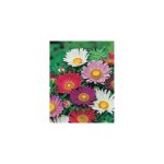 Reine marguerite madeleine geante - 1 g - graines