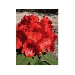 Rhododendron 'red jack' pot de 4l / 5l