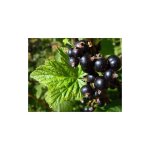 Vivaio garden forest - ribes rubrum noir plante en pot 18cm