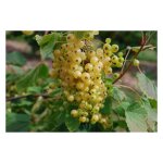Ribes rubrum plante en pot blanche 18cm