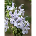 Romarin officinal 'prostratus' godet de 7 / 8 cm