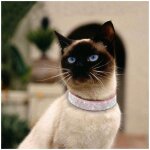 Rose collier pour petit chien et chat - strass tincelants chien collier - m collier chat ajustable souple ...