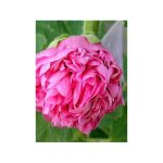 Rose trémière double 'chater's pink' godet de 7 / 8 cm Rose trémière double 'chater's pink' godet de 7 / 8 cm