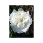 Rose trémière double 'chater's white' godet de 7 / 8 cm Rose trémière double 'chater's white' godet de 7 / 8 cm
