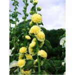 Rose trémière double 'chater's yellow' godet de 7 / 8 cm Rose trémière double 'chater's yellow' godet de 7 / 8 cm