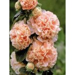 Rose trémière double 'chatter's salmon' godet de 7 / 8 cm Rose trémière double 'chatter's salmon' godet de 7 / 8 cm