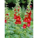 Rose tr�mi�re 'mars magic' godet de 8 / 9 cm