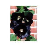 Rose tr�mi�re 'nigra' godet de 7 / 8 cm