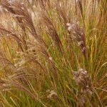 Roseau de chine adagio' - miscanthus sinensis adagio' godet 9cm