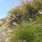 Roseau de chine cosmopolitan' - miscanthus sinensis cosmopolitan' pot 3l