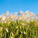 Roseau de chine gracillimus' - miscanthus sinensis gracillimus' godet 9cm