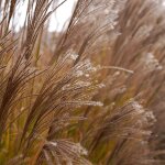 Roseau de chine kleine silberspinne' - miscanthus sinensis kleine silberspinne'godet 9cm